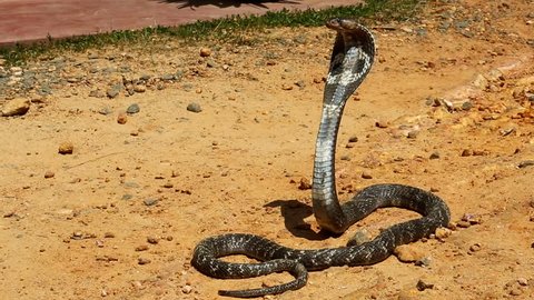 Cobra close-up. Spitting Indian Cobra, Latin Naja sputatrix. A poisonous snake from the family of aspides. Snake farm in an Asian village. Sri Lanka. Wild Life, dangerous reptiles, Asian snakes. 