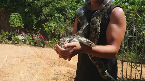 The dark Tiger Python close-up. Latin Python bivittatus, is a non-venomous snake of the family of Pythons. Human Hands holding Python. Snake farm in an Asian village. Sri Lanka. Wild Life, Asian snake