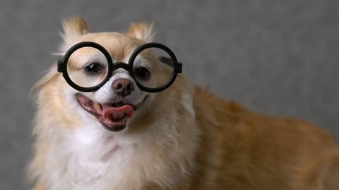 clever chihuahua brown dog wear round black glasses with grey leather background 4k format