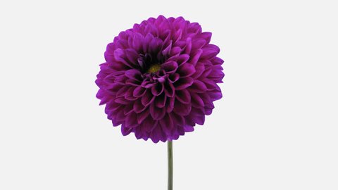 Time-lapse of blooming purple dahlia flower 3a1w in PNG+ format with ALPHA transparency channel isolated on white background
