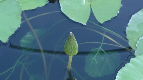 Time lapse 4K 3840X2160 UltraHD footage.Opening beautiful water lily  flower  in the lake . Pink lily, Nymphaea reflection in the pond