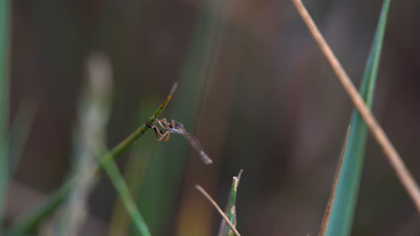 Insect Familiar bluet Damselfly dragonfly sits on blade of grass in forest macro