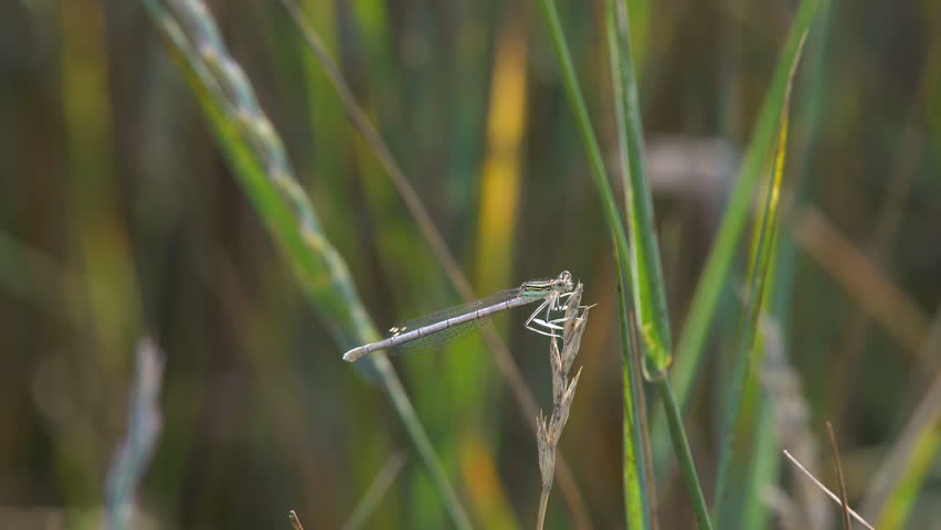 Insect Familiar bluet Damselfly dragonfly sits on blade of grass in forest macro