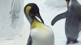 Funny royal penguins communicate in the snow stock footage video