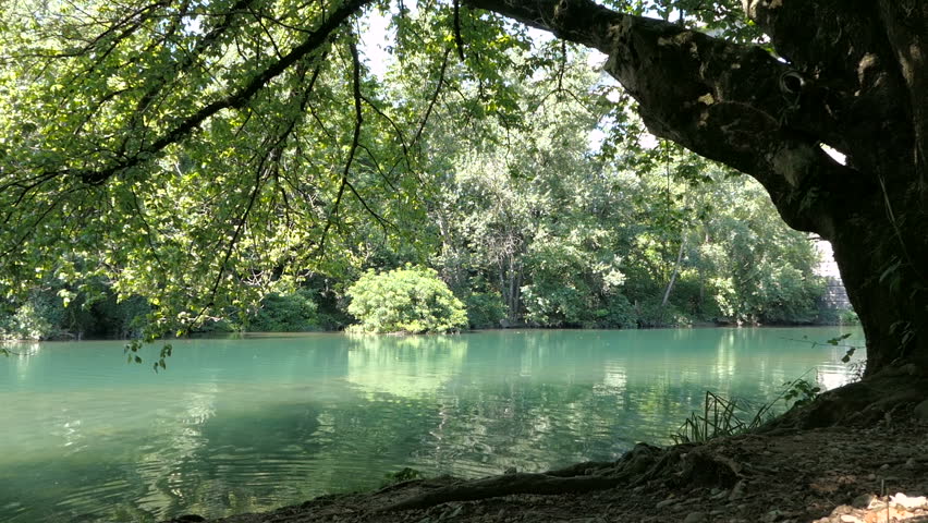 Old tree by the river with abstract vegetation reflection on rippled water surface