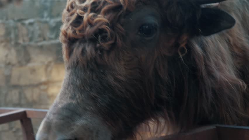 The head of the bison close-up behind the fence at the zoo. Bull with brown hair at the zoo. Large animal. Farm.
