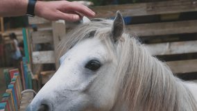 The hand of a young man stroking the mane of a horse in a contact zoo in the fresh air. The mane of the horse. The face of the horse close-up, Slow video.