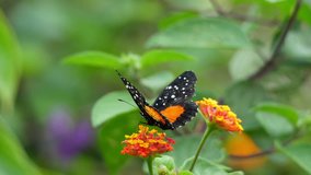 Orange and black dottet tropical butterfly flapping its wings slow motion. Tropical butterfly flapping its spectacular wings in slow motion in the Caribbean Sea. Exuberant tropical animal species.