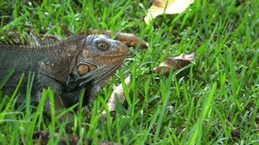 American green iguana running in super slow motion in the rainforest. The green iguana, also known as the American iguana, is a large, arboreal, mostly herbivorous species of lizard.