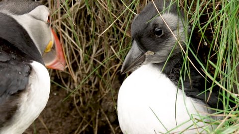 Close shot of a puffin chick at the entrance of his nest in slowmotion