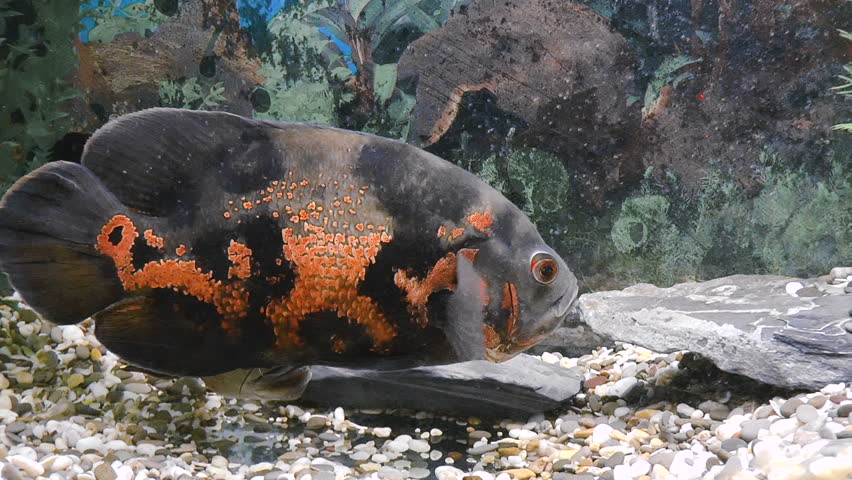 Aquarium Fish-Astronotus. Nature background