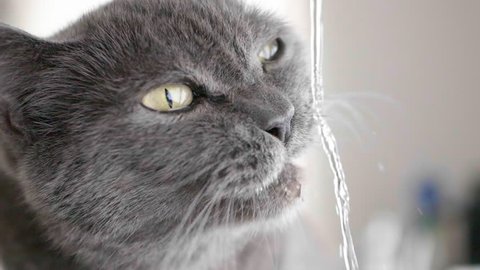 a British shorthair is drinking in slow motion