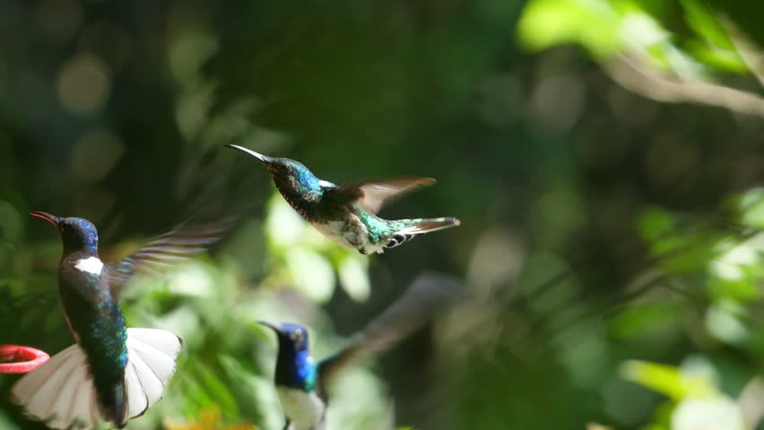 White-necked jacobin birds flying next to the nest slow motion. Known as the great Jacobin or collared hummingbird, is a large hummingbird from the Caribbean Sea. Exuberant tropical animal species. Royalty-Free Stock Footage #1013337719