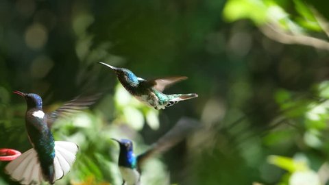 White-necked jacobin birds flying next to the nest slow motion. Known as the great Jacobin or collared hummingbird, is a large hummingbird from the Caribbean Sea. Exuberant tropical animal species.