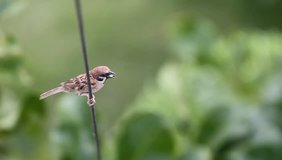 Eurasian Tree Sparrow (Passer montanus) beautiful brown bird isolated standing, Thailand.