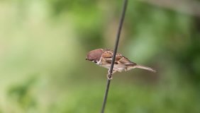 Eurasian Tree Sparrow (Passer montanus) beautiful brown bird isolated standing, Thailand.