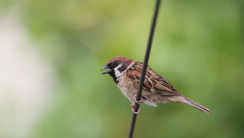 Eurasian Tree Sparrow (Passer montanus) beautiful brown bird isolated standing, Thailand.