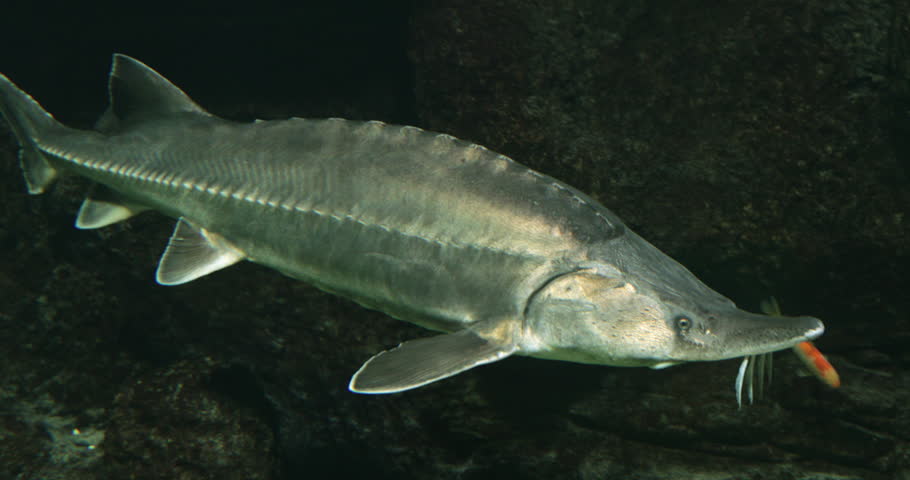 Closeup a sturgeon fish floats in the water