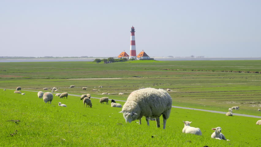Sheeps and lambs on a green dike in front of the wonderful coastline and Beach in St. Peter Ording Germany Royalty-Free Stock Footage #1013357978