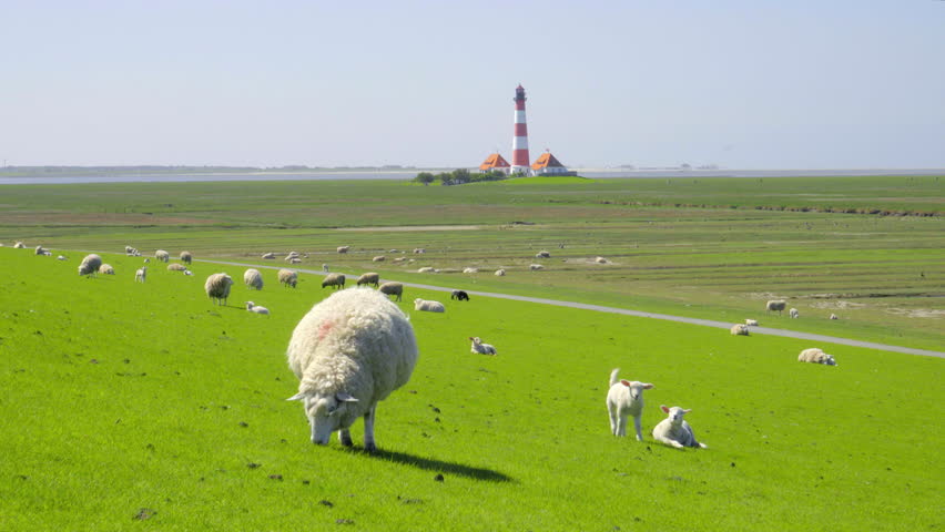 Sheeps and lambs on a green dike in front of the wonderful coastline and Beach in St. Peter Ording Germany Royalty-Free Stock Footage #1013357987