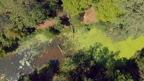River with green duckweed and algae / 4K Drone Video