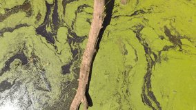 River with green duckweed and algae / 4K Drone Video