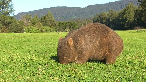 AUSTRALIA - CIRCA 2017 - A wombat grazes on grass in Australia.