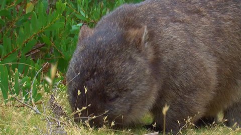 AUSTRALIA - CIRCA 2017 - A wombat grazes on grass in Australia.