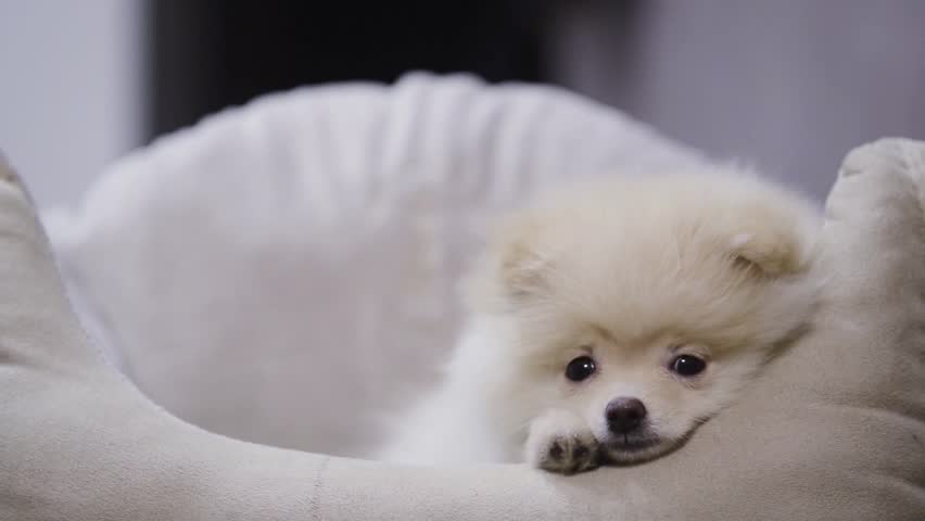cute puppies pomeranian white