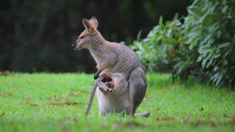 AUSTRALIA - CIRCA 2017 - Good footage of a wallaby kangaroo mother with a baby in pouch.