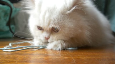 beautiful white persian cat playing and looking at the camera 4k