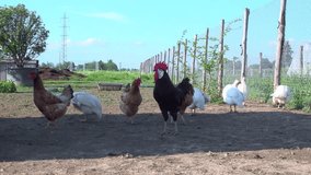 Video of oosters and hens in the henhouse