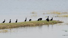 Cormorant herd sunbathe and preen on the small cape in the lake