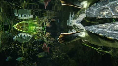 Fish and Turtles swimming in a large environment in 4k. Underwater caves or aquarium, the water is full of life andement. Diverse selection of fish and turtles float and swim all around