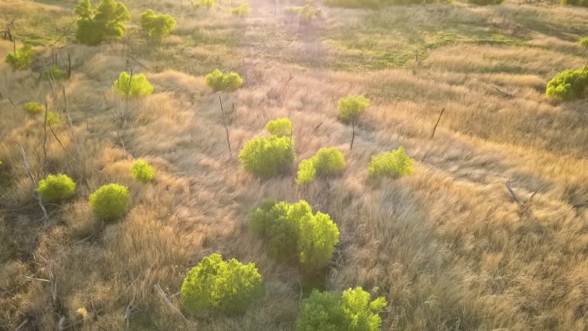 Weldon California wild fields near Lake Isabella. With tall grass and trees near the mountains and swamp land. 4k aerial video. Safari like vibes during golden hour.