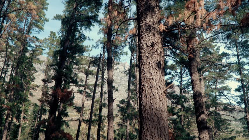 Forest trees with mountain in background. Pan down.