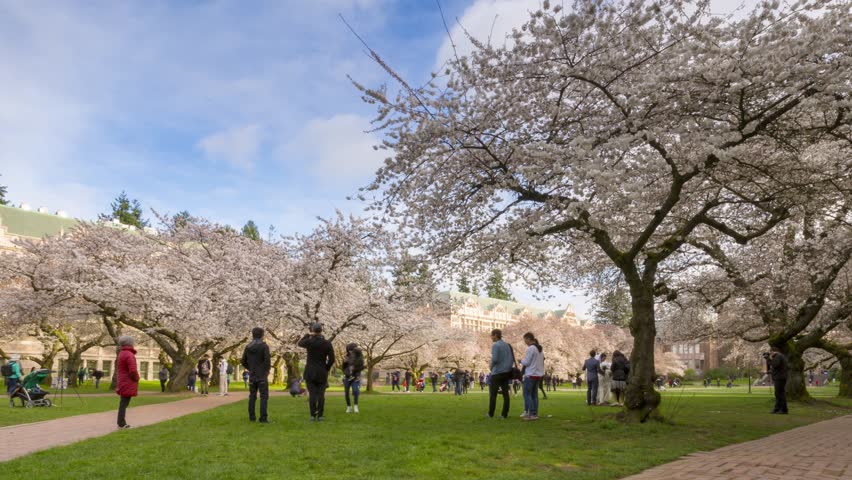 Wide view of cherry trees in bloom at University of Washington campus with crowd moving on sidewalk and clouds in sky.