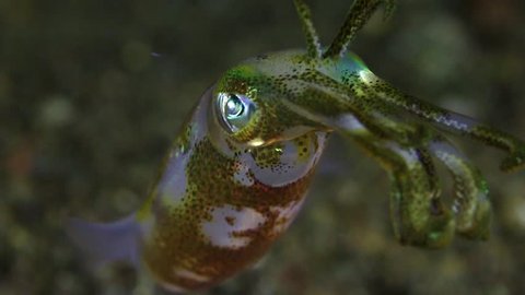 Squid close up in detail