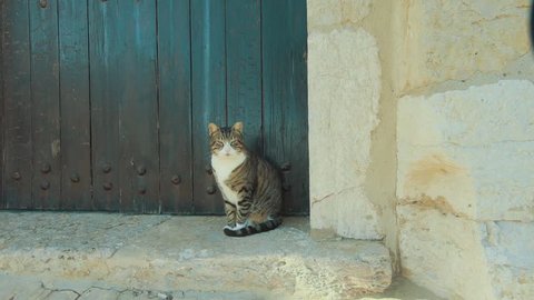 Portugal – Algarve – Sagres – Lighthouse – cat