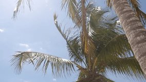 Handheld footage of Cuban palm trees blowing gently in the wind on a sunny day