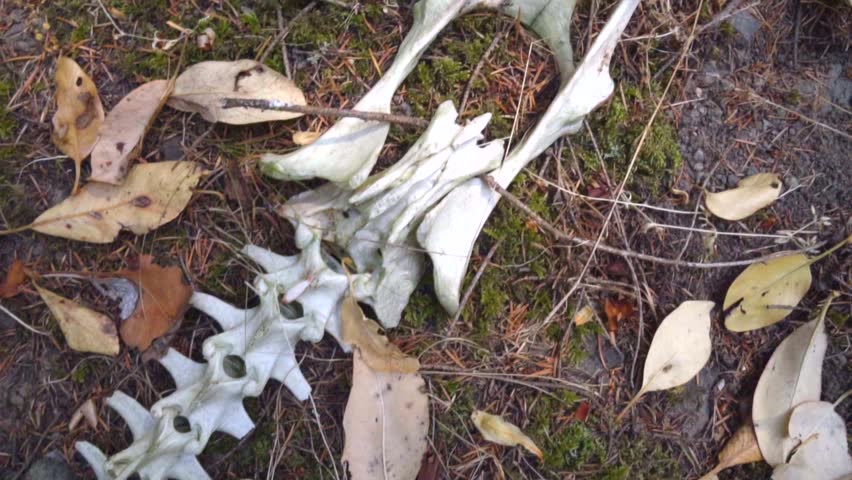 Skeleton Of Died Animal