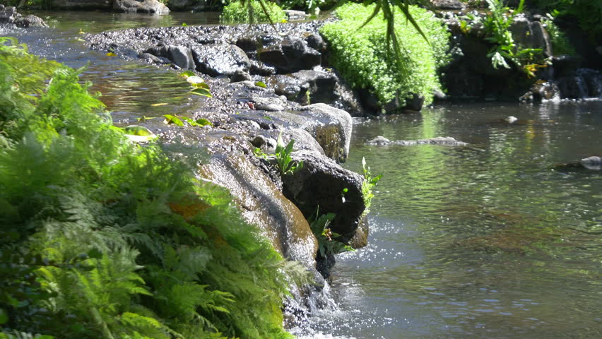 Professional video of pond in botanic garden in 4k slow motion 60fps
