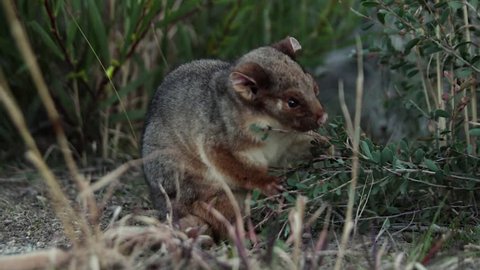 Cute Common Ringtail Possum eats leaves from a plant in the forest in rural Australia