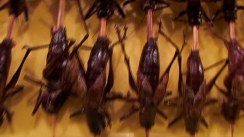Pan: Kabobbed Insects Ready to be Eaten, China