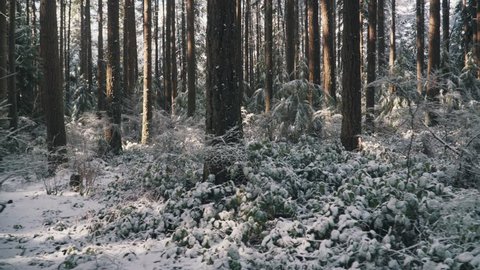 Snowing forest with snow on ground and trees. Sun peaking through trees.