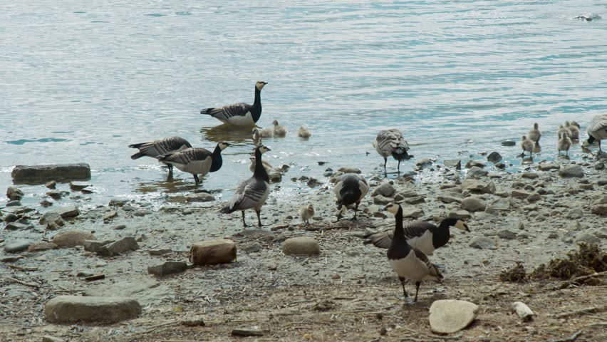 Canada geese and chicks by the water on the beach.