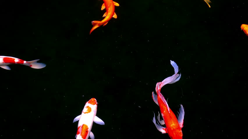 Koi, Fancy carps fish are swimming in water | Shutterstock HD Video #1013401799