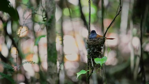 Asian paradise flycatcher flying female in brown color and male in white color taking care their eggs in the nest alternately, hd video.
Father and mother bird duties.
