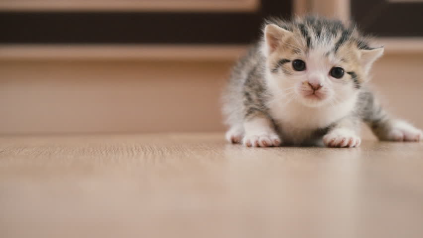 a little kitten
