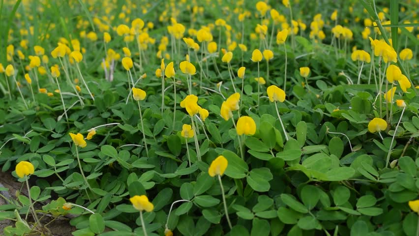 arachis pintoi plant floweron pavement Stock Footage Video (100% ...